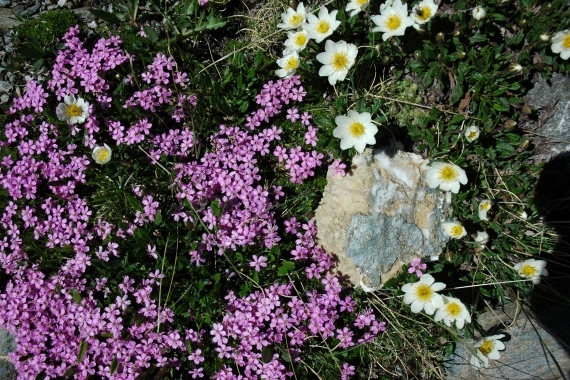 Fleur