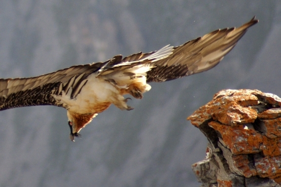 aigle